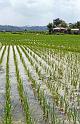 1952-3 Japan 121 Rice Just After Transplanting